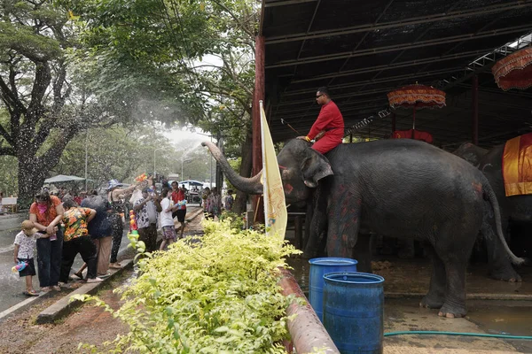 Ayutthaya Thailand April 2023 Elefanten Benutzen Einen Rüssel Wasser Für — Stockfoto
