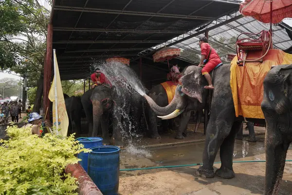 Ayutthaya Thailand April 2023 Elephants Using Trunks Spray Water Thai — Stock Photo, Image