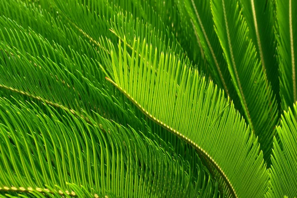Cycas Palm Tree Оставляет След Природе — стоковое фото