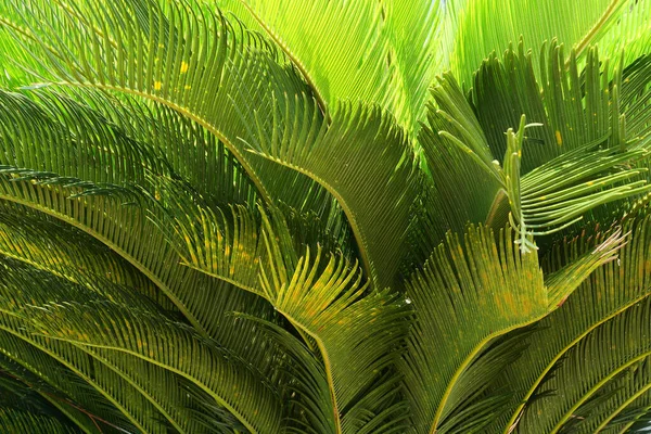 Cycas Palm Tree Foglie Modello Sfondo Natura — Foto Stock
