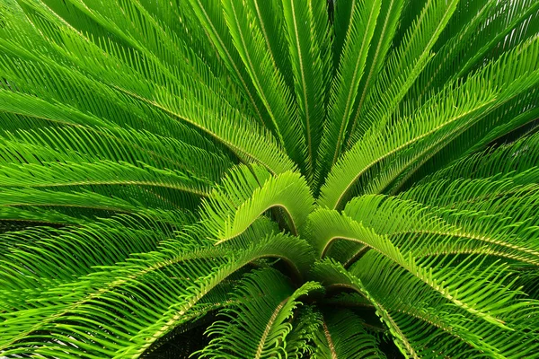 Cycas Palm Tree Оставляет След Природе — стоковое фото