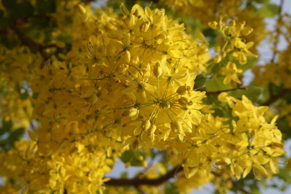 Zlatá Sprcha Strom Cassia Píštěle Nebo Pudding Borovice Pro Přírodu — Stock fotografie
