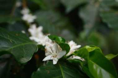 Doğanın özgeçmişi için kahve çiçeği açar.. 