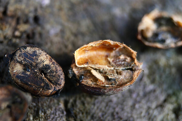 Bugs or Snout Beetles in Coffee Beans, Coffee Berry Borer insects that eat and destroy Coffee Beans.