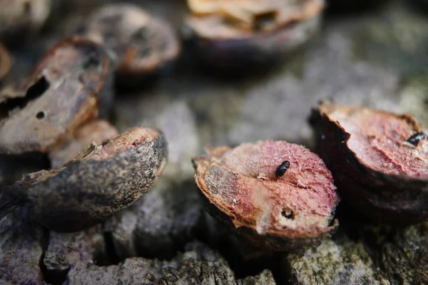 コーヒー豆の虫やスヌートビートル コーヒー豆を食べて破壊するコーヒーベリーボーラー昆虫 — ストック写真