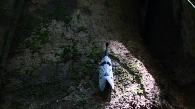 Lanternfly 'lar veya Pyrops clavatus' lar Tayland ve Güneydoğu Asya 'da nadir bulunan böceklerdir..