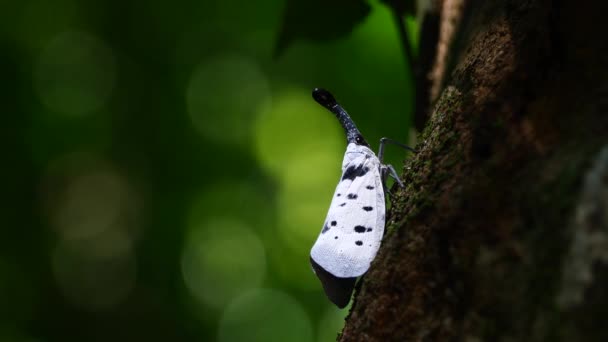 Lanternflies Pyrops Clavatus Insecto Raro Tailandia Sudeste Asiático — Vídeos de Stock