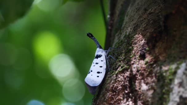 Lanternflies Eller Pyrops Clavatus Sällsynta Insekter Thailand Och Sydostasien — Stockvideo