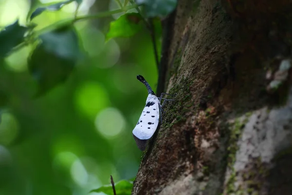แลนเท นฟลายหร อแมลงท หายากในประเทศไทยและเอเช ยตะว นออกเฉ ยงใต — ภาพถ่ายสต็อก