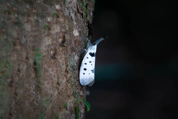 Lanternfly Pyrops Clavatus Rare Bug Thailand Southeast Asia — 스톡 사진