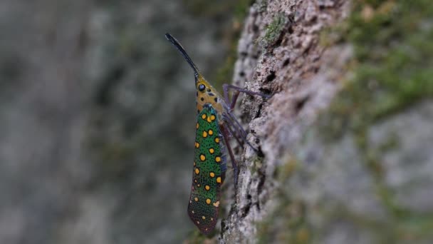 Lanternfly Pyrops Clavatus Рідкісна Комаха Таїланді Південно Східній Азії — стокове відео