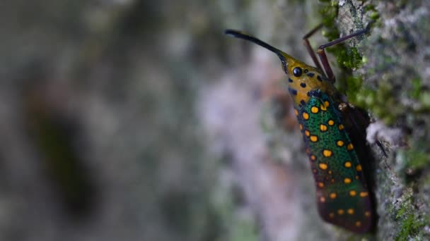 Lanternflies Pyrops Clavatus Σπάνια Έντομα Στην Ταϊλάνδη Και Νοτιοανατολική Ασία — Αρχείο Βίντεο