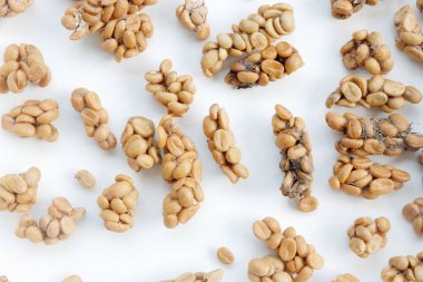 Perçin Kahvesi veya Kopi Luwak Kahve Fonu.