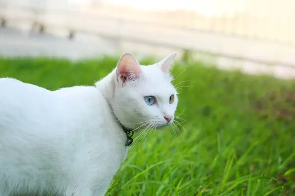 科曼尼猫有钻石2色的眼睛与草原的自然背景 — 图库照片