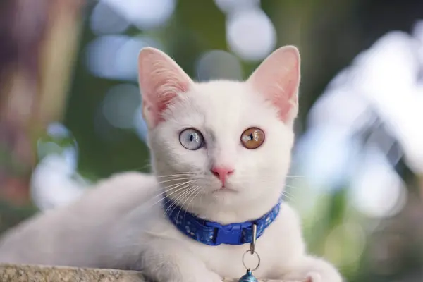 stock image Khao manee Cat have diamond 2 colors on the eyes with grassland in nature background.