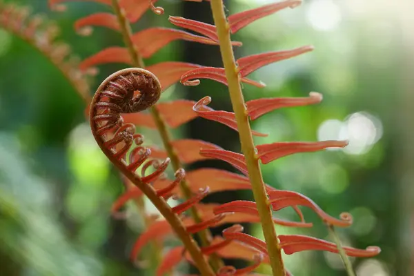 熱帯雨林にシダの葉 — ストック写真