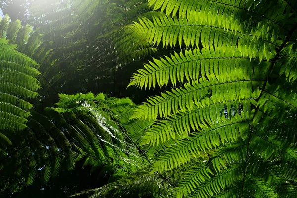熱帯雨林にシダの葉 — ストック写真