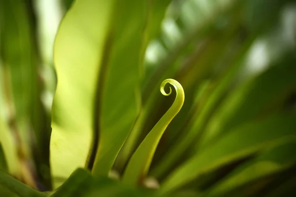 Liście Rudy Tropikalnym Lesie Deszczowym — Zdjęcie stockowe