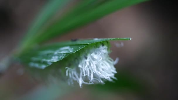 Close Caterpillar Silkworm Fundo Natureza — Vídeo de Stock