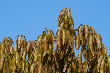 Mango yaprakları Doğa Arkaplanı için tomurcuklanıyor.