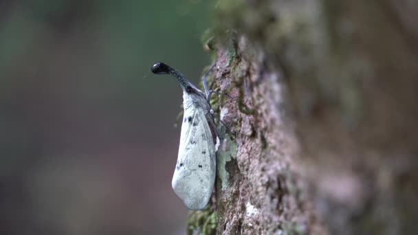 Λευκό Lanternflies Σπάνια Έντομα Στην Ταϊλάνδη Και Νοτιοανατολική Ασία — Αρχείο Βίντεο