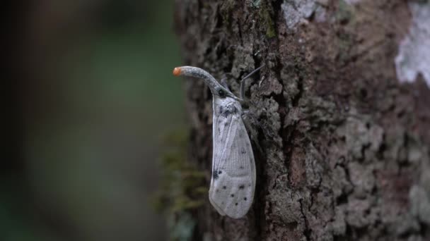 White Lanternflies Insecto Raro Tailandia Sudeste Asiático — Vídeos de Stock