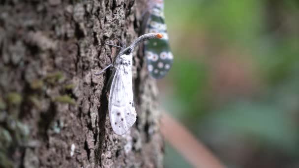 Witte Lantaarns Vliegen Zeldzaam Insect Thailand Zuidoost Azië — Stockvideo
