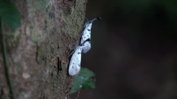 Witte Lantaarns Vliegen Zeldzaam Insect Thailand Zuidoost Azië — Stockvideo