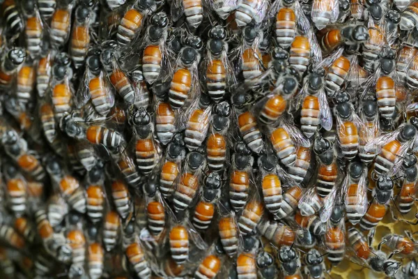 Honigbienen Auf Bienenstöcken Thailand Und Südostasien — Stockfoto