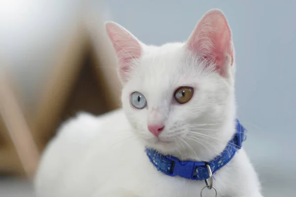 Κοντά Στο Khao Manee Cat Έχουν Διαμάντι Χρώματα Στα Μάτια — Φωτογραφία Αρχείου