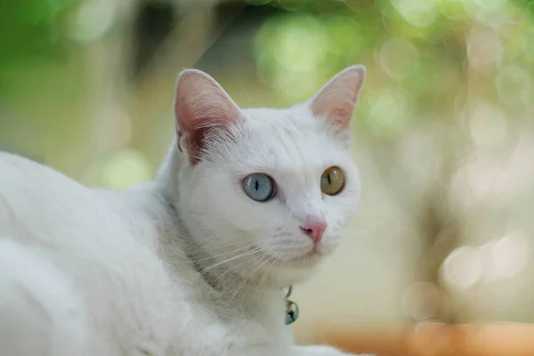 Perto Khao Manee Cat Tem Diamante Cores Nos Olhos — Fotografia de Stock
