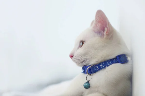 고양이 Khao Manee Cat 눈에는 다이아몬드 — 스톡 사진