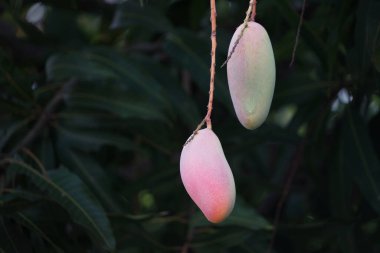 Tarım çiftliğindeki bir mango ağacındaki mango meyveleri.