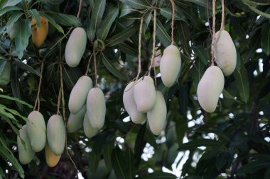 Tarım çiftliğindeki bir mango ağacındaki mango meyveleri.