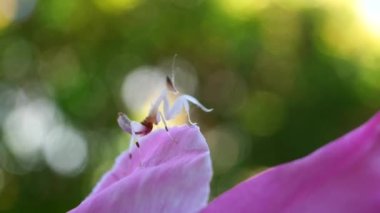 Tayland ve Güneydoğu Asya 'da nadir görülen Pembe Orkide Mantid böcekleri. 