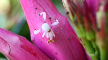 Tayland ve Güneydoğu Asya 'da nadir görülen Pembe Orkide Mantid böcekleri. 