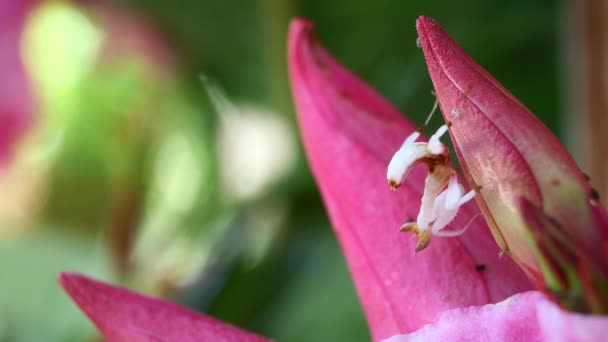 タイや東南アジアのピンクオーキッドマンティス珍しい昆虫 — ストック動画