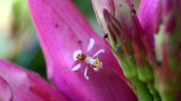 タイや東南アジアのピンクオーキッドマンティス珍しい昆虫 — ストック動画