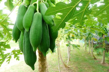 Bahçedeki Papaya ağacında taze Papaya meyveleri. 