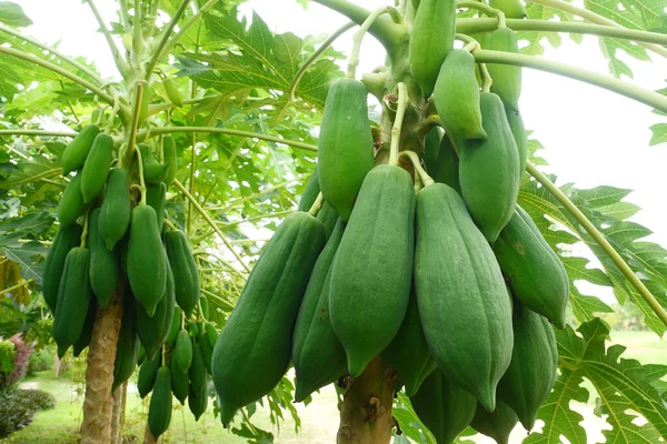 Bahçedeki Papaya ağacında taze Papaya meyveleri. 