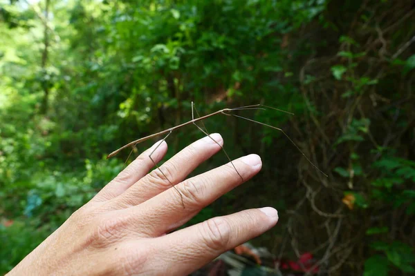 Stick Insekt Der Hand — Stockfoto