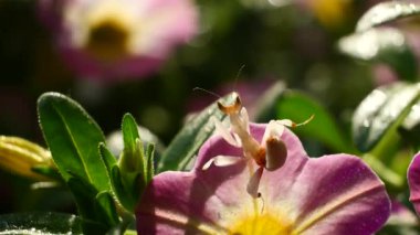 Tayland ve Güneydoğu Asya 'da Pembe Orkide Mantid.