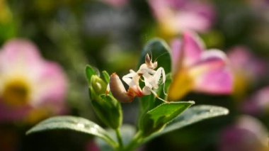 Tayland ve Güneydoğu Asya 'da Pembe Orkide Mantid.