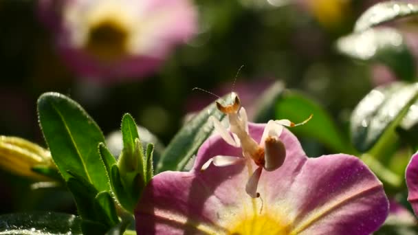 Pink Orchid Mantis Ταϊλάνδη Και Νοτιοανατολική Ασία — Αρχείο Βίντεο