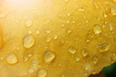 Doğa Arkaplanı İçin Sarı Çiçek Üzerine Yağmur Damlacıkları.