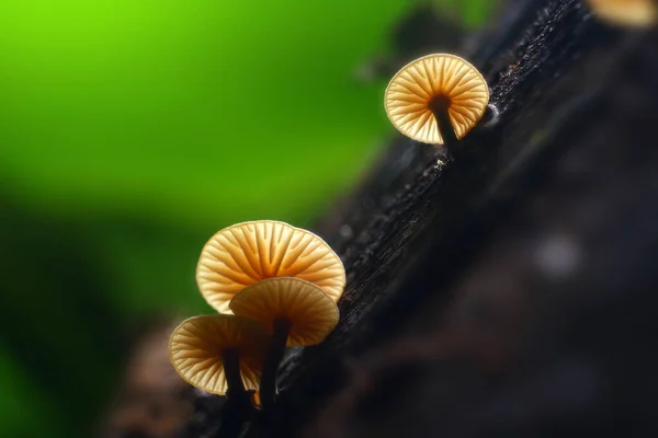 Mushroom Plant Tropical Rainforest — Stock Photo, Image