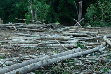 Ormanların tahrip edilmesi, Tayland ve Güneydoğu Asya 'daki ormanların orman kütükleri.