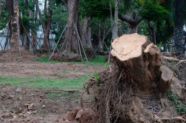 Ormanların tahrip edilmesi, Tayland ve Güneydoğu Asya 'daki ormanların orman kütükleri.