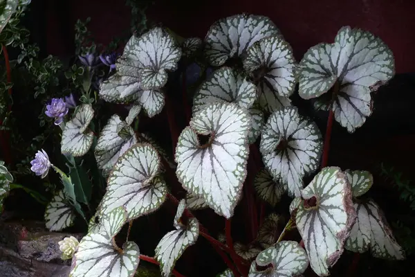 Beautiful Leaves Plants Pattern Nature Background — Stock Photo, Image