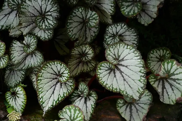 Krásné Listy Rostliny Vzor Pro Přírodu Pozadí — Stock fotografie